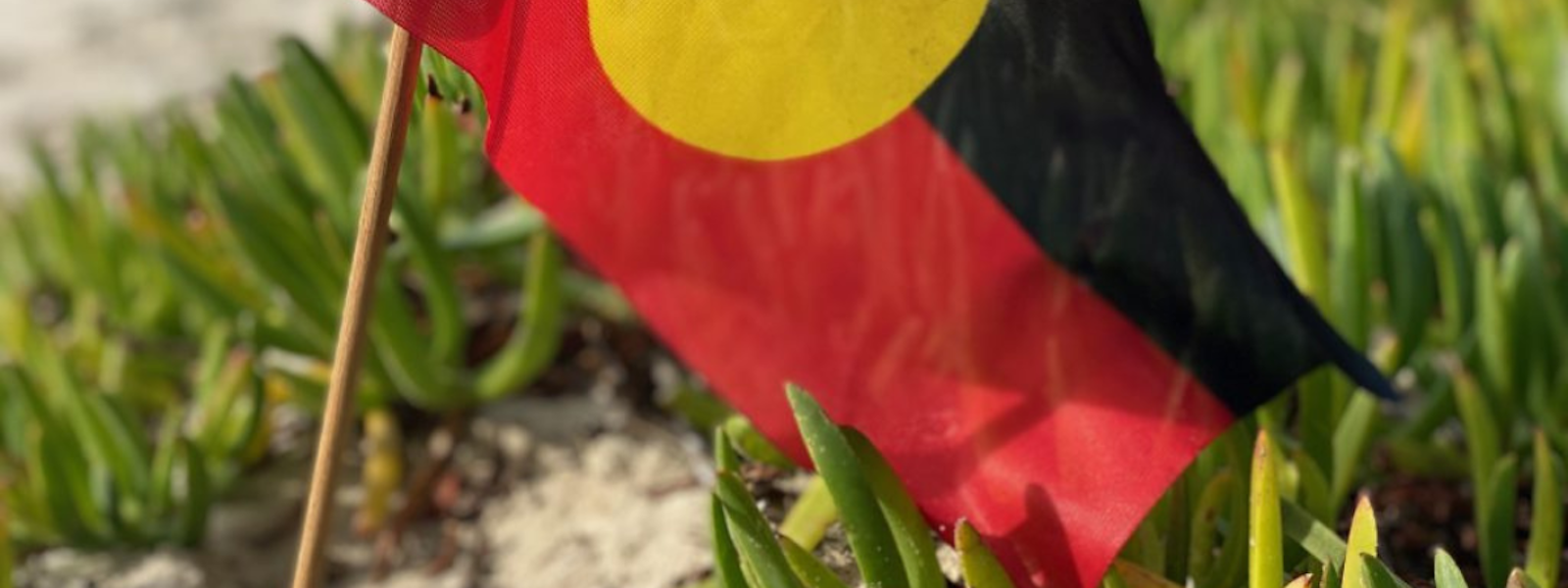 Aboriginal flag on a small pole planted in ground among green coastal plants.